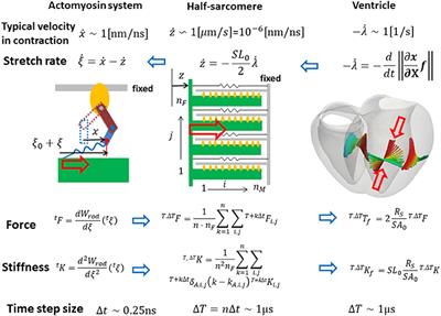 Coupling Langevin Dynamics With Continuum Mechanics: Exposing the Role of Sarcomere Stretch Activation Mechanisms to Cardiac Function